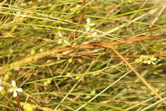 Raphanus raphanistrum landra