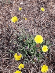 Reichardia picroides