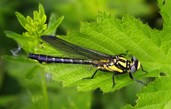 Gomphus vulgatissimus
