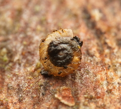 Paralaoma mucoides