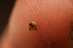 Paralaoma mucoides