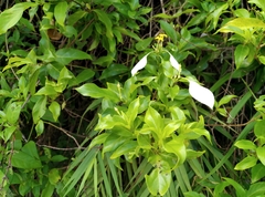 Mussaenda formosanum