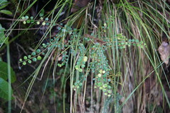 Maclura cochinchinensis