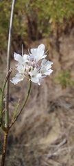 Dipsacoideae