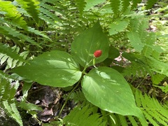 Trillium undulatum