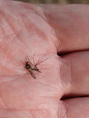 Aedes notoscriptus