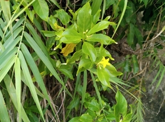 Mussaenda formosanum