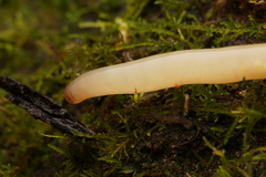 Argonemertes