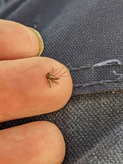 Aedes notoscriptus
