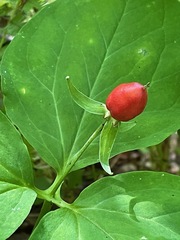 Trillium undulatum
