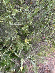Osyris lanceolata
