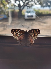 Junonia lemonias