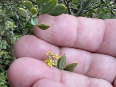 Osyris lanceolata