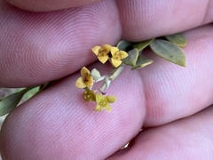 Osyris lanceolata