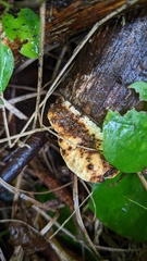 Truncospora ochroleuca