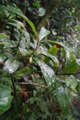 Tasmannia insipida