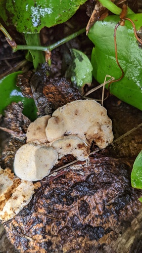 Truncospora ochroleuca