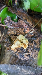 Truncospora ochroleuca