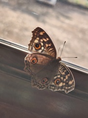 Junonia lemonias