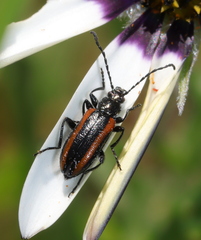 Neoeutrapela