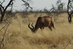 Alcelaphus buselaphus caama