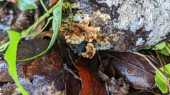 Stereum gausapatum