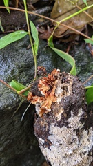 Stereum gausapatum
