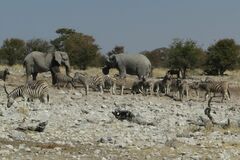 Equus quagga burchellii