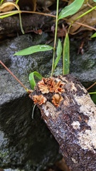 Stereum gausapatum