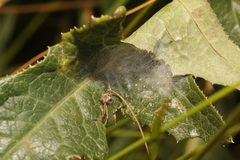 Erysiphe cruciferarum