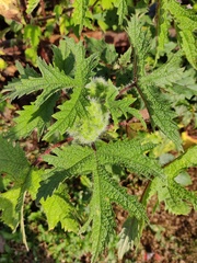 Girardinia diversifolia