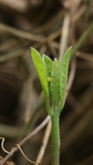 Papilio clytia
