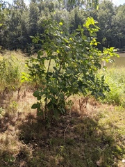 Ptelea trifoliata