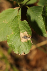Stigmella plagicolella