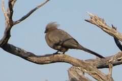 Corythaixoides concolor pallidiceps