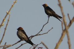 Cecropis abyssinica