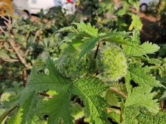 Girardinia diversifolia