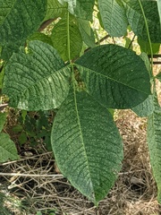 Ptelea trifoliata