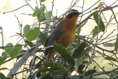 Cossypha heuglini heuglini