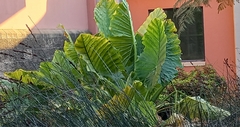 Alocasia