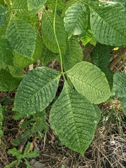 Ptelea trifoliata