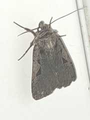 Euxoa tessellata