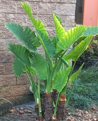 Alocasia