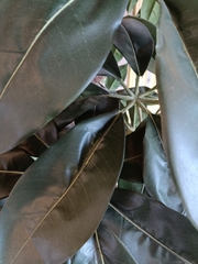 Ficus elastica