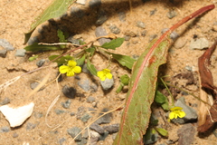 Diplotaxis muralis
