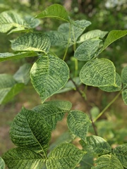 Ptelea trifoliata