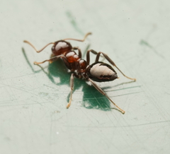 Prolasius