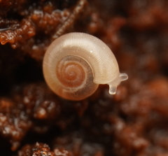 Bonhamaropa erskinensis