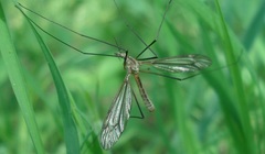 Tipula vernalis