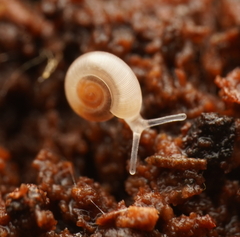 Bonhamaropa erskinensis